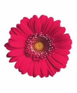 Budget 🔔 Next Innovations Pink Daisy Flower Wall Art 🛒